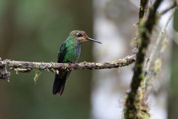 Obraz premium Hummingbird of Ecuador