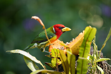 Red Headed Barbet, Ecuador