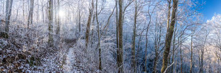 Panorama of Snowy Forest Along Appalachain Trail In Great Smoky Mountains