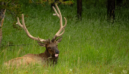 Resting Bull Elk Looks At Camera With Tongue Sticking Out