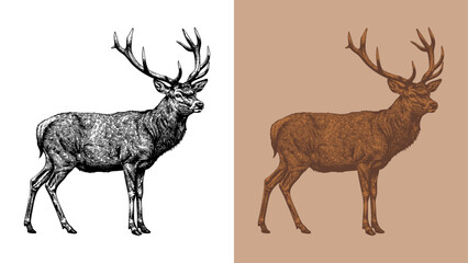 vintage classic deer etching