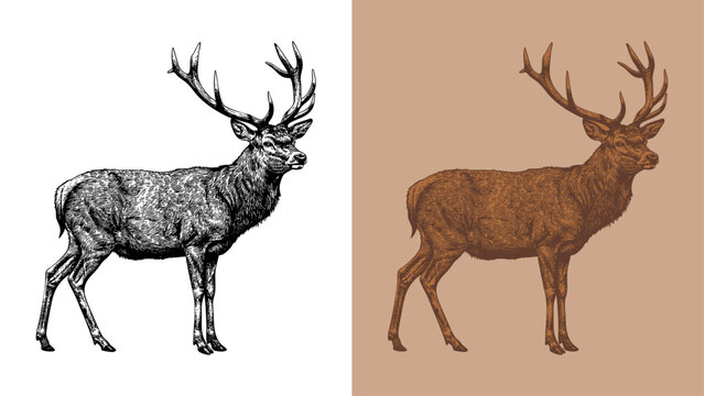 vintage classic deer etching
