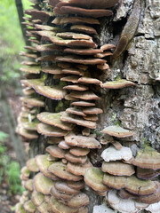 mushrooms on the side of a tree