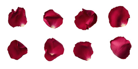 Fototapeta premium Set of red rose flowers petals isolated on transparent background