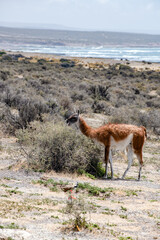 South American Guanaco grazing near the ocean.