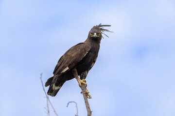 Long-crested Eagle Lophaetus occipitalis sitting in a tree, very high detail