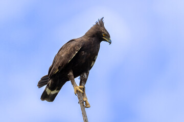 Long-crested Eagle Lophaetus occipitalis sitting in a tree, very high detail