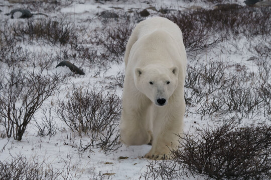 polar bear in the snow walking across the tundra in Churchill Canada