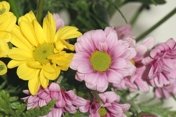 Set of pink flowers together.