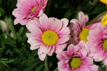 Set of pink flowers together.