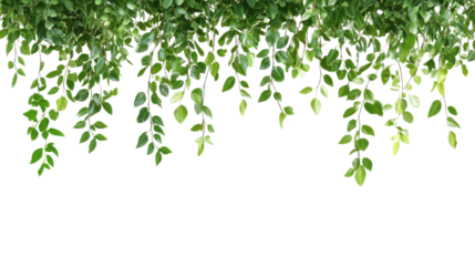 Hanging jungle vine plant bush transparent background
