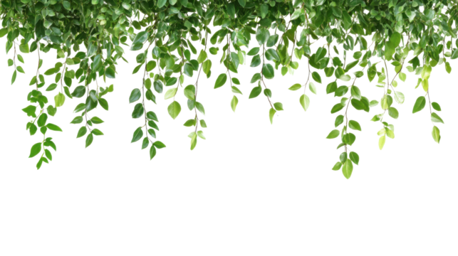 Hanging jungle vine plant bush transparent background