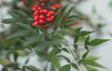 Sweet winterberries 