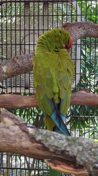 Green Parrot
