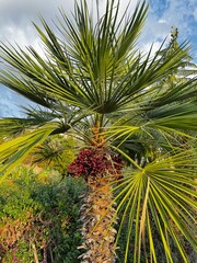 Fototapeta premium Upward palm view. High quality photo
