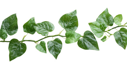 Green leaves transparent background