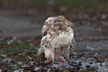 A red-tailed hawk (Buteo jamaicensis) feasts on a pigeon in a downtown park. The birds of prey are well adapted to the urban environment
