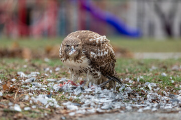 A red-tailed hawk (Buteo jamaicensis) feasts on a pigeon in a downtown park. The birds of prey are well adapted to the urban environment
