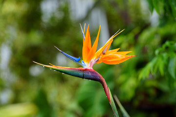 Obraz premium Bird of Paradise (Strelitzia reginae) single flower with water droplets