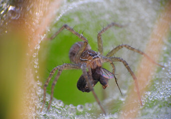Grass spider got a prey