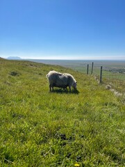 Sheep on a mountain in a field 
