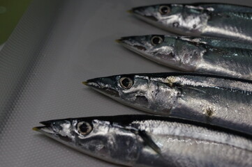 まな板に並べた細い秋刀魚