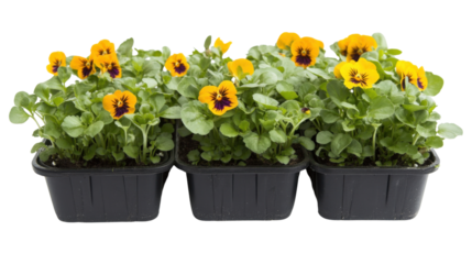 Freshly planted flower seedling transparent background