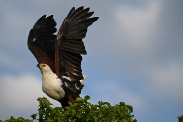 osprey in flight