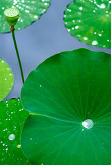 Lotus Leaf with Water Droplets V