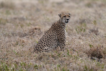 cheetah in serengeti