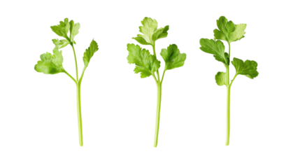 Freshly cut green herbs transparent background