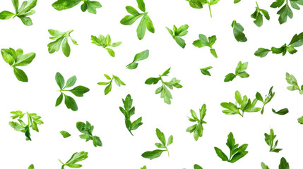 Freshly cut green herbs transparent background