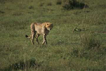 Cheetah on the prowl in Maasai Mara National Reserve, Kenya 