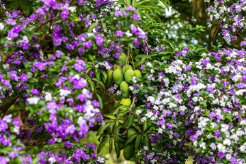 Fototapeta premium Green mango fruits on tree framed by natural tropical flowers