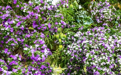 Green mango fruits on tree framed by natural tropical flowers