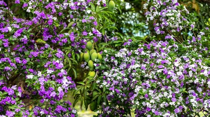 Fototapeta premium Green mango fruits on tree framed by natural tropical flowers
