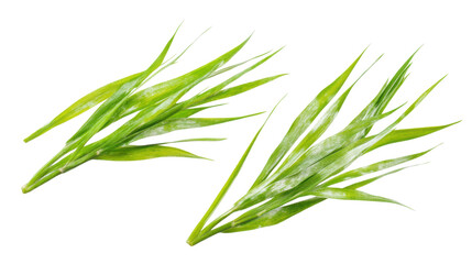 Fototapeta premium Fresh green grass blades transparent background