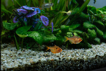 Fish moving among the plants in an aquarium