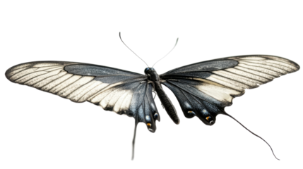 Butterfly transparent background