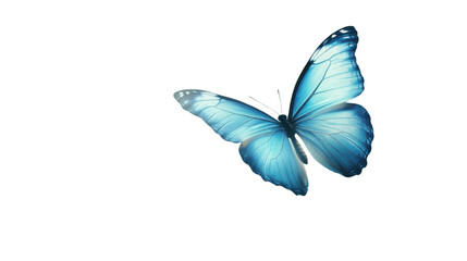 Butterfly transparent background