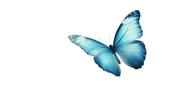 Butterfly transparent background