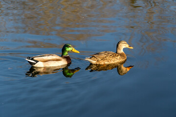 Duck looking for a mate