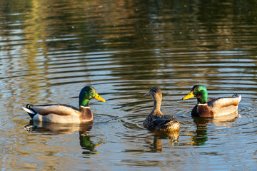 Duck looking for a mate