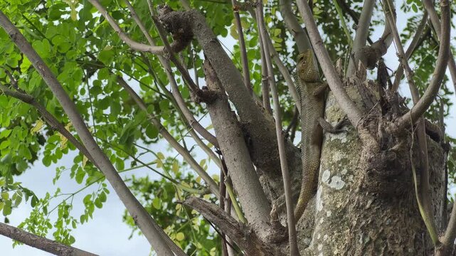 A Calm Oriental Garden Lizard in Nature