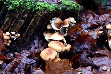 mushrooms in the forest © Devan