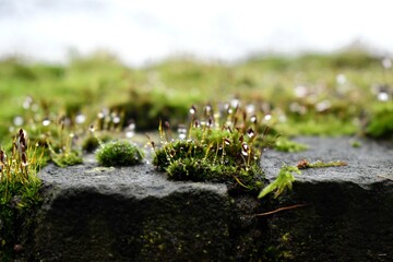Dew drops on moss macro