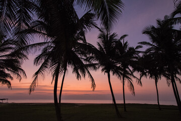 Palmen im Sonnenuntergang am Strand