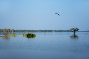 Flusslandschaft in Sri Lanka