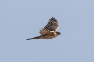 飛翔するオオタカの若鳥