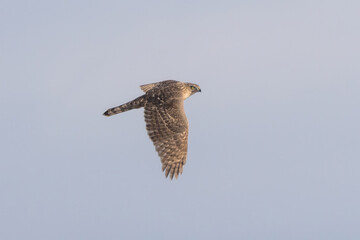 飛翔するオオタカの若鳥